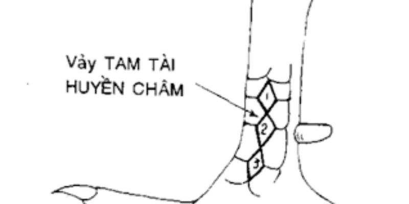 Chi tiết về loại vảy Tam Huyền Trâm